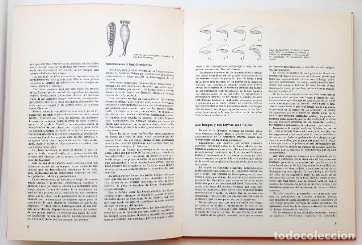 Libros de segunda mano: LAS SETAS. DOCUMENTAL EN COLOR. EDITORIAL TEIDE 1973. - Foto 4