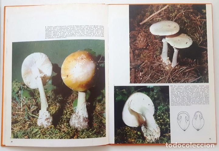Libros de segunda mano: LAS SETAS. DOCUMENTAL EN COLOR. EDITORIAL TEIDE 1973. - Foto 5