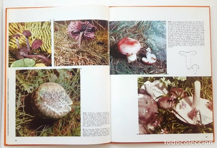 Libros de segunda mano: LAS SETAS. DOCUMENTAL EN COLOR. EDITORIAL TEIDE 1973. - Foto 6
