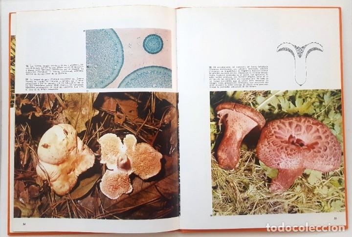 Libros de segunda mano: LAS SETAS. DOCUMENTAL EN COLOR. EDITORIAL TEIDE 1973. - Foto 7