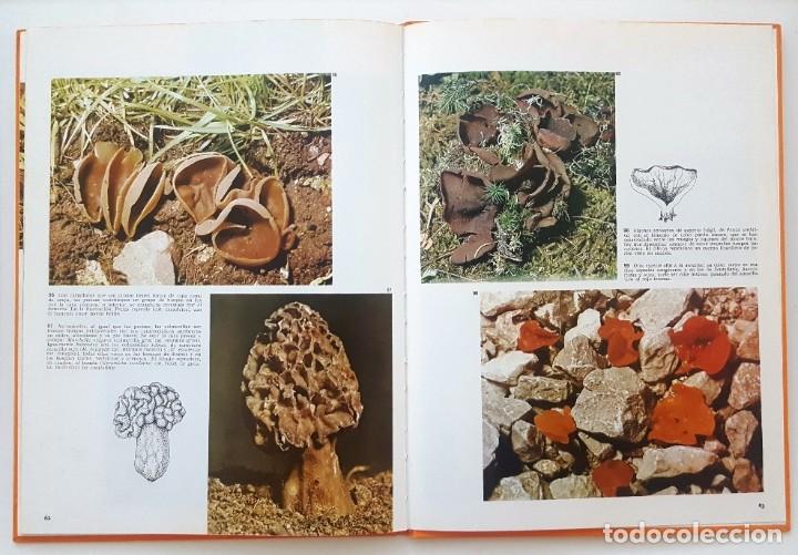 Libros de segunda mano: LAS SETAS. DOCUMENTAL EN COLOR. EDITORIAL TEIDE 1973. - Foto 8