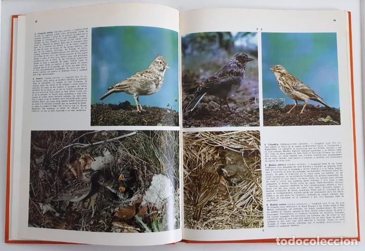 Libros de segunda mano: PAJAROS CANTORES. DOCUMENTAL EN COLOR. EDITORIAL TEIDE 1972. - Foto 3