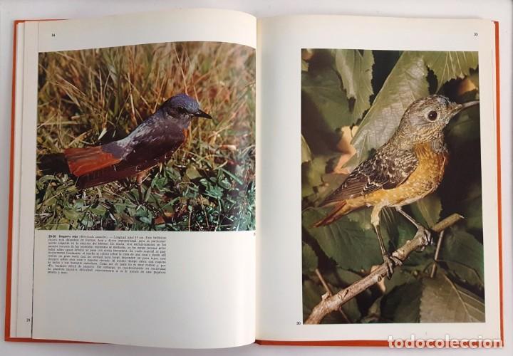 Libros de segunda mano: PAJAROS CANTORES. DOCUMENTAL EN COLOR. EDITORIAL TEIDE 1972. - Foto 4