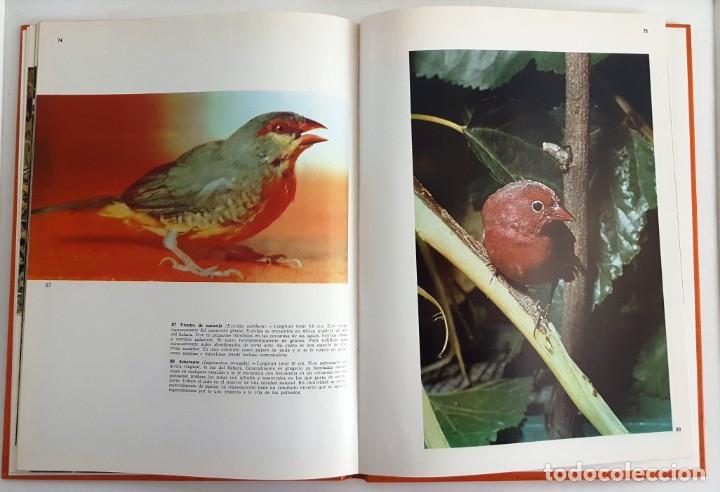 Libros de segunda mano: PAJAROS CANTORES. DOCUMENTAL EN COLOR. EDITORIAL TEIDE 1972. - Foto 5