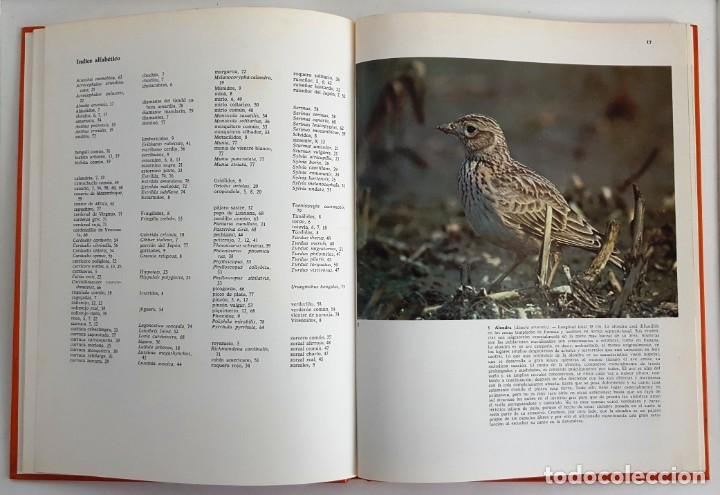 Libros de segunda mano: PAJAROS CANTORES. DOCUMENTAL EN COLOR. EDITORIAL TEIDE 1972. - Foto 6