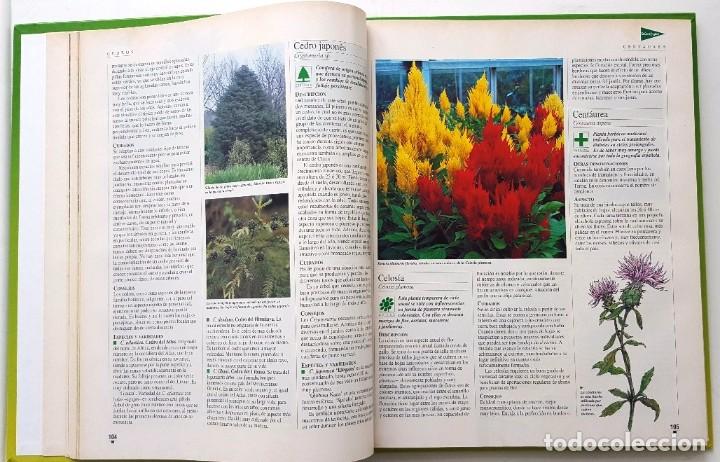 Libros de segunda mano: EL LIBRO DE ORO DE LAS PLANTAS Y LOS JARDINES. ABC 1995. - Foto 4