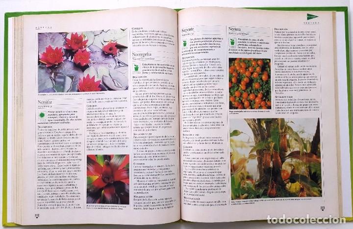 Libros de segunda mano: EL LIBRO DE ORO DE LAS PLANTAS Y LOS JARDINES. ABC 1995. - Foto 6
