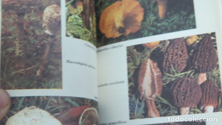 Libros de segunda mano: MANUAL DE LAS SETAS. JUAN JOS&Eacute; LAPITZ MENDIA - Foto 2
