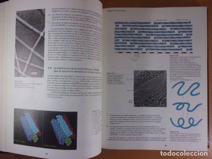 Libros de segunda mano de ciencias: BIOQU&Iacute;MICA / DAVID RAWN / 1989. INTERAMERICANA / 2 TOMOS - Foto 5
