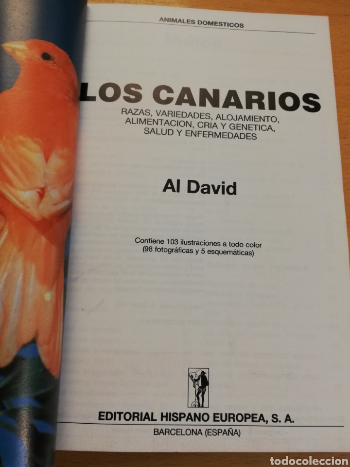 Libros de segunda mano: LOS CANARIOS (AL DAVID) - Foto 2