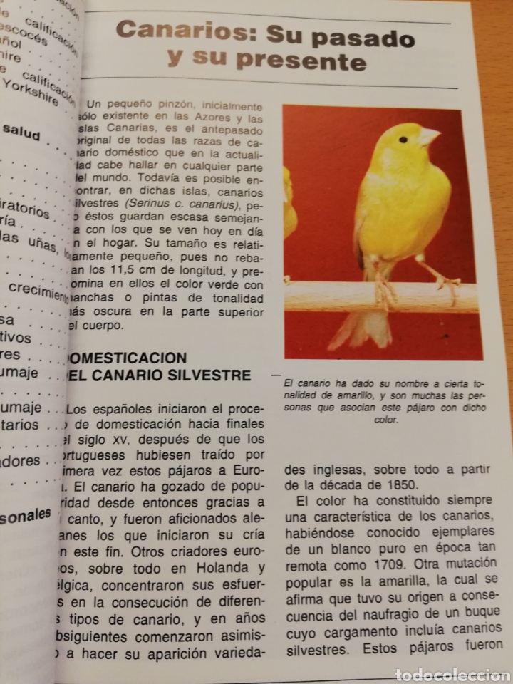 Libros de segunda mano: LOS CANARIOS (AL DAVID) - Foto 5