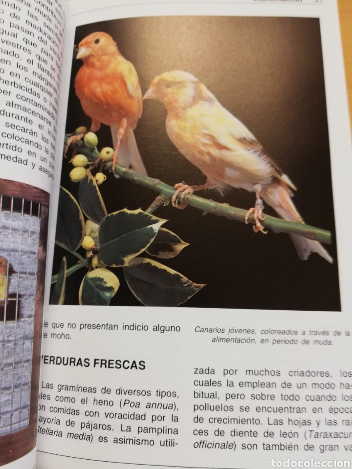 Libros de segunda mano: LOS CANARIOS (AL DAVID) - Foto 7