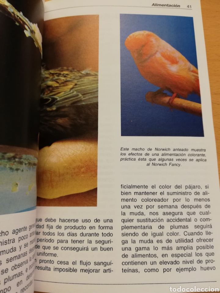 Libros de segunda mano: LOS CANARIOS (AL DAVID) - Foto 8