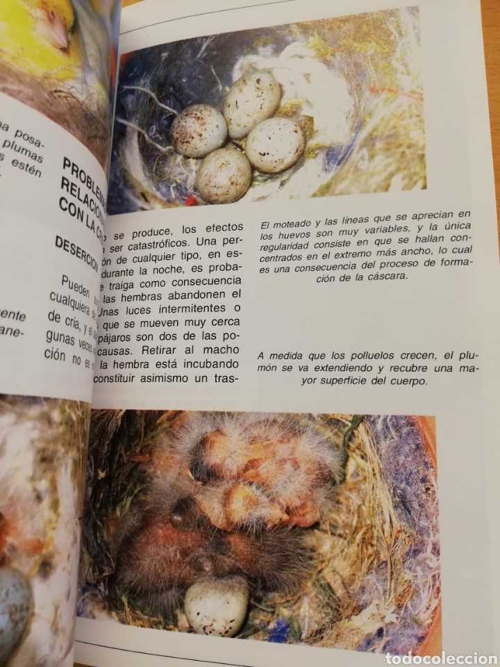Libros de segunda mano: LOS CANARIOS (AL DAVID) - Foto 10