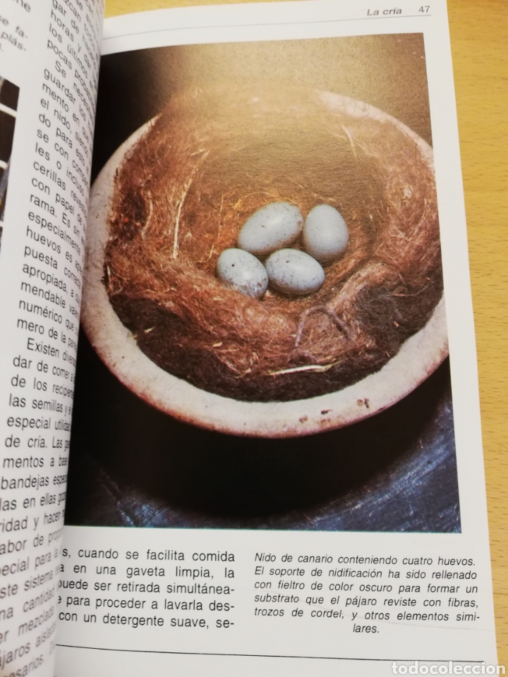 Libros de segunda mano: LOS CANARIOS (AL DAVID) - Foto 11