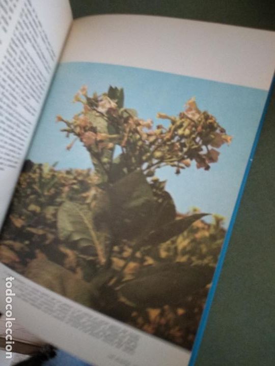 Libros de segunda mano: La vida de las plantas - Aa. Vv. - Foto 2