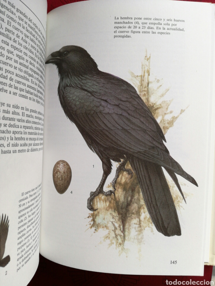 Libros de segunda mano: ANIMALES DE CAZA. EDITORIAL SUSAETA. - Foto 3