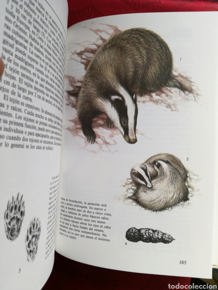 Libros de segunda mano: ANIMALES DE CAZA. EDITORIAL SUSAETA. - Foto 4