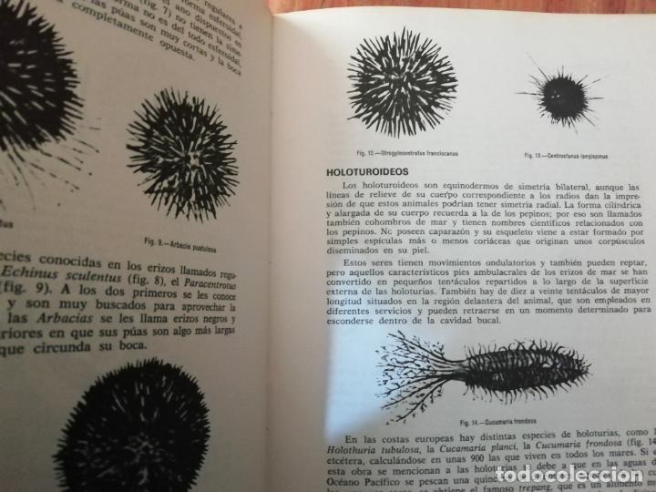 Libros de segunda mano: Los mariscos, Roberto Lotina Benguria - Foto 3