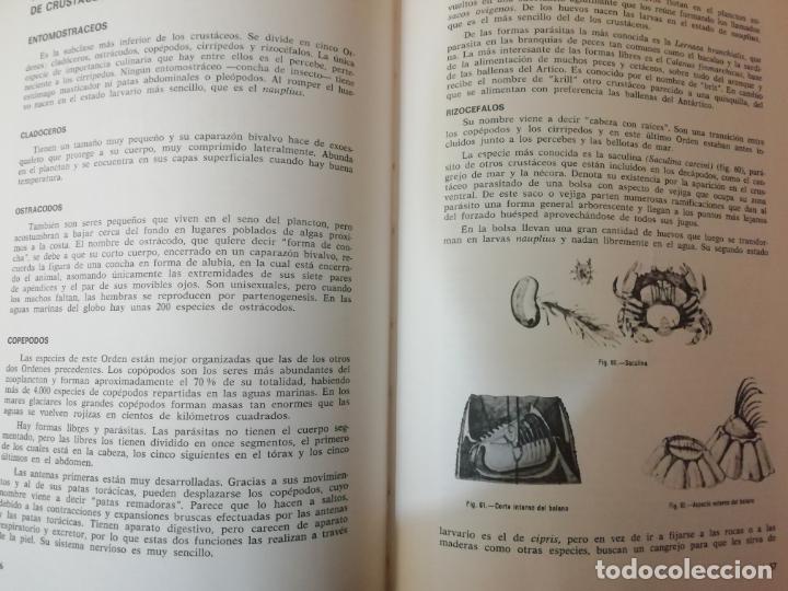 Libros de segunda mano: Los mariscos, Roberto Lotina Benguria - Foto 6