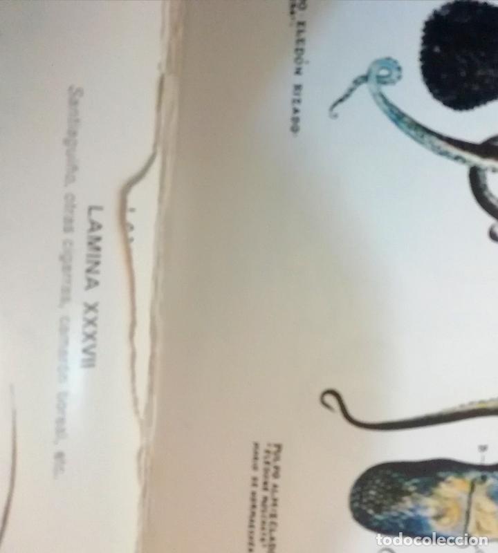 Libros de segunda mano: Los mariscos, Roberto Lotina Benguria - Foto 8