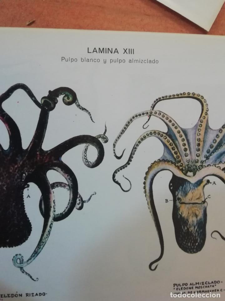 Libros de segunda mano: Los mariscos, Roberto Lotina Benguria - Foto 9