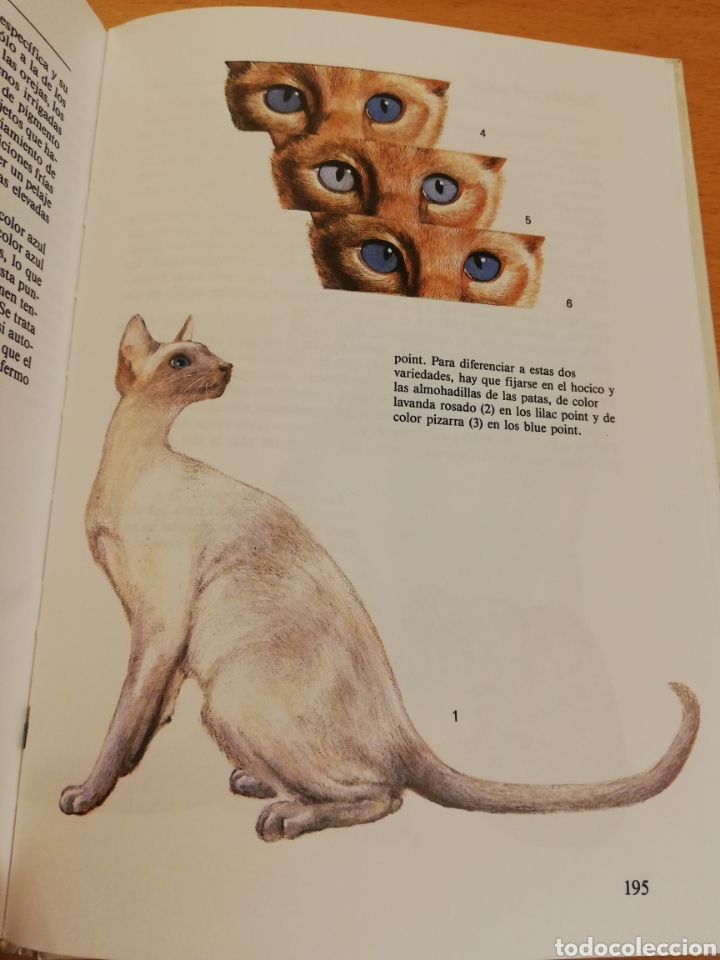 Libros de segunda mano: GATOS (TEXTO DE ALBERT PINTERA; ILUSTRACIONES DE JAN MAGET) - Foto 4