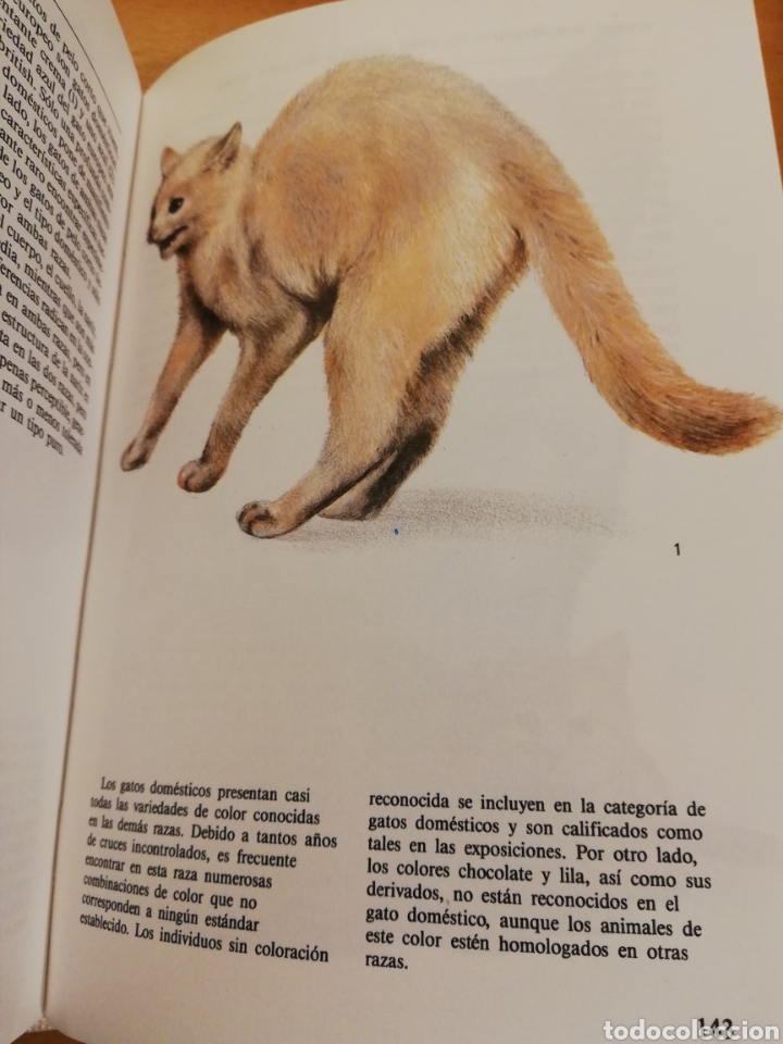 Libros de segunda mano: GATOS (TEXTO DE ALBERT PINTERA; ILUSTRACIONES DE JAN MAGET) - Foto 5