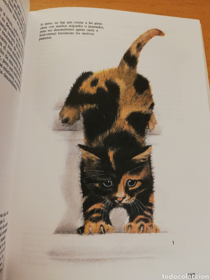 Libros de segunda mano: GATOS (TEXTO DE ALBERT PINTERA; ILUSTRACIONES DE JAN MAGET) - Foto 6