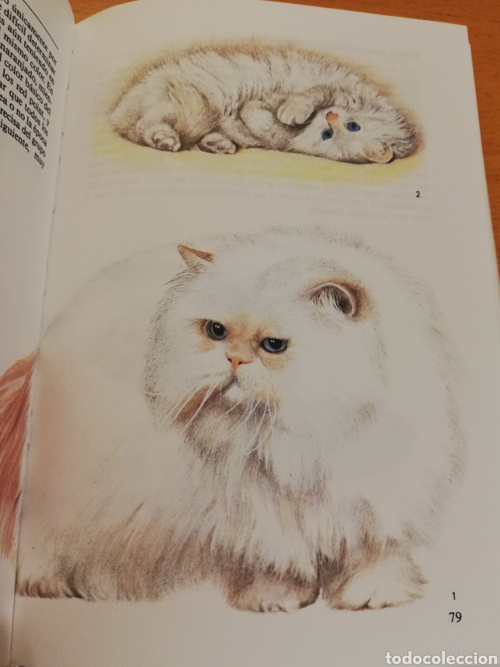 Libros de segunda mano: GATOS (TEXTO DE ALBERT PINTERA; ILUSTRACIONES DE JAN MAGET) - Foto 7