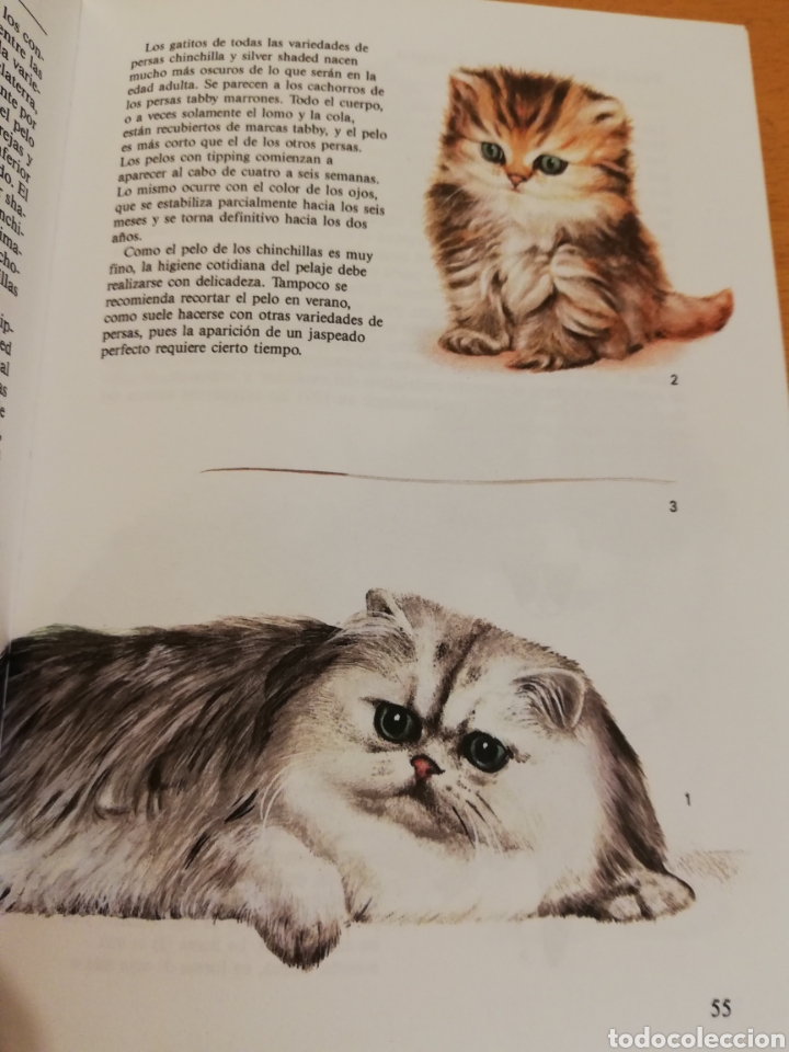 Libros de segunda mano: GATOS (TEXTO DE ALBERT PINTERA; ILUSTRACIONES DE JAN MAGET) - Foto 8