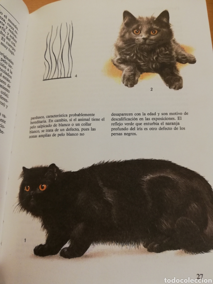 Libros de segunda mano: GATOS (TEXTO DE ALBERT PINTERA; ILUSTRACIONES DE JAN MAGET) - Foto 9