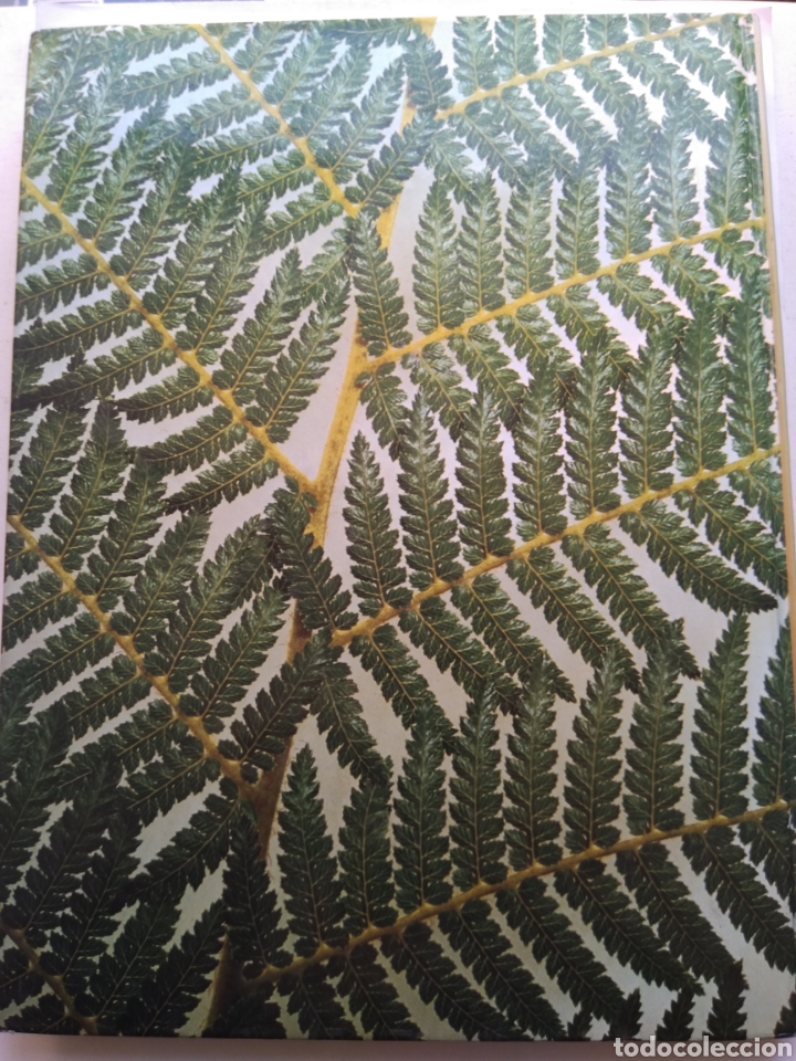 Libros de segunda mano: MANUAL PR&Aacute;CTICO PARA EL CUIDADO DE LAS PLANTAS DE INTERIOR - Foto 2
