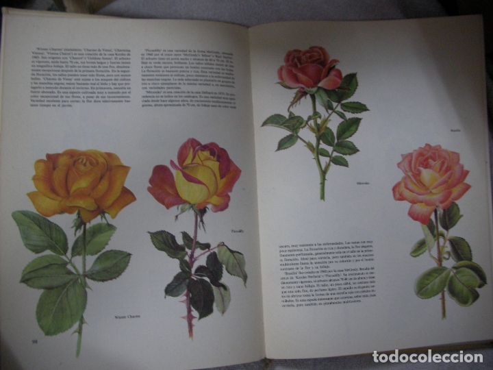 Libros de segunda mano: ANTIGUO LIBRO - PLANTAS MEDICINALES - Foto 4