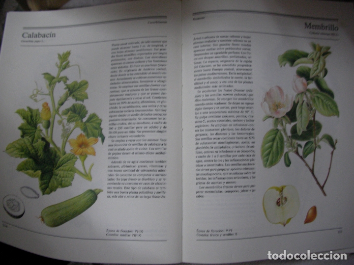 Libros de segunda mano: ANTIGUO LIBRO - PLANTAS MEDICINALES - Foto 6