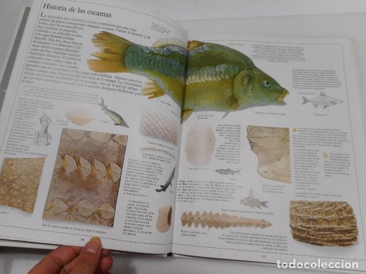 Libros de segunda mano: STEVE PARKER     Los peces      Y99912W - Foto 2