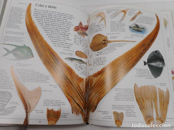 Libros de segunda mano: STEVE PARKER     Los peces      Y99912W - Foto 3