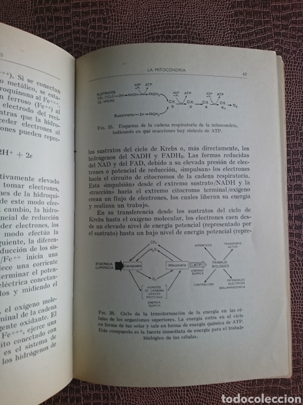 Libros de segunda mano: Org&aacute;nulos funcionales - Foto 5