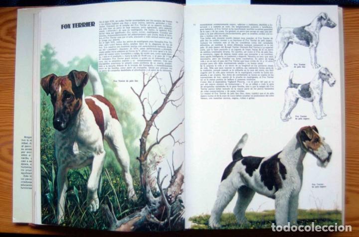 Libros de segunda mano: LAS RAZAS CANINAS DEL MUNDO - Foto 4
