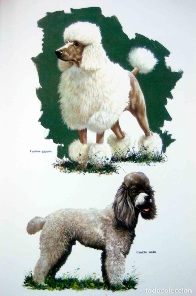 Libros de segunda mano: LAS RAZAS CANINAS DEL MUNDO - Foto 5