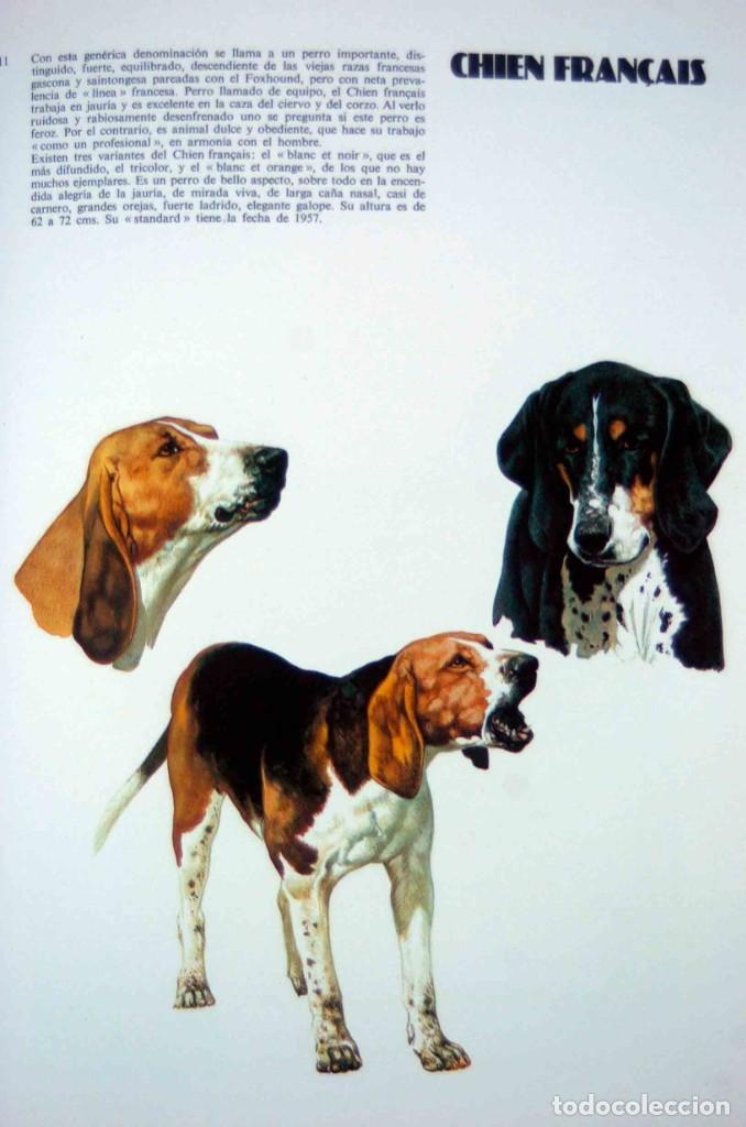 Libros de segunda mano: LAS RAZAS CANINAS DEL MUNDO - Foto 7