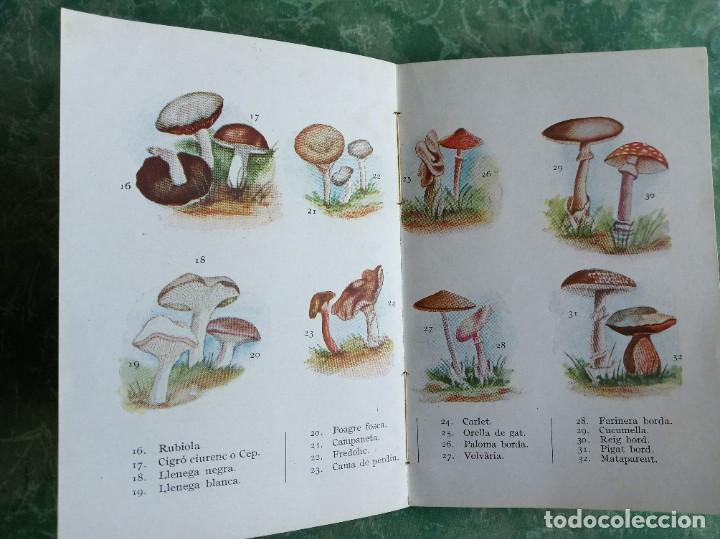Libros de segunda mano: Las Setas en Catalu&ntilde;a. Juan Bad&oacute; Calv&oacute;. - Foto 5