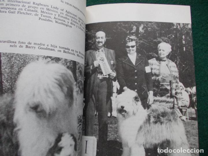 Libros de segunda mano: EL VIEJO OVEJERO PASTOR INGL&Eacute;S - Foto 3