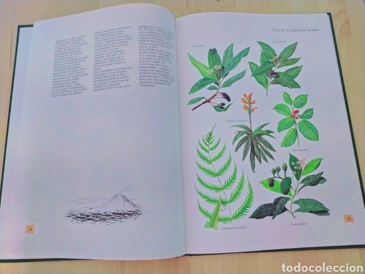 Libros de segunda mano: Atlas de Bot&agrave;nica en catal&aacute;n - Foto 3