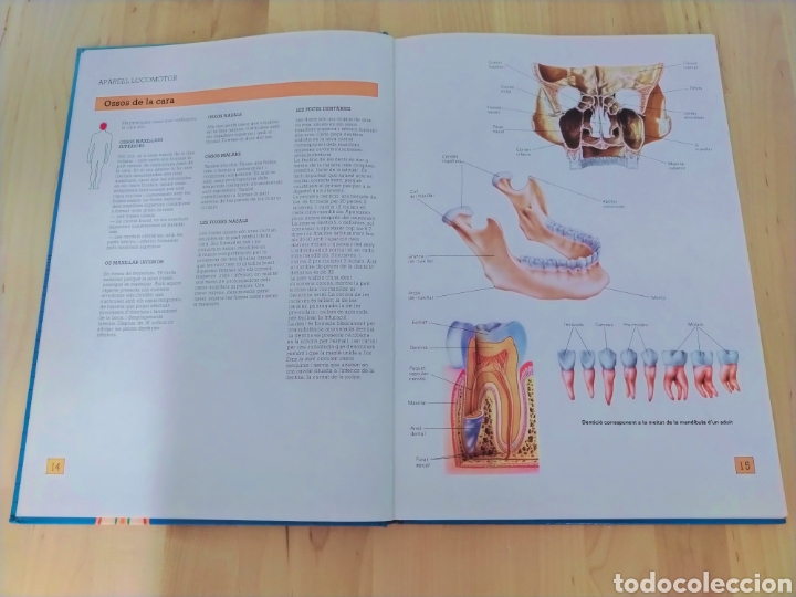 Libros de segunda mano: Atlas dAnatomia en catal&aacute;n - Foto 2
