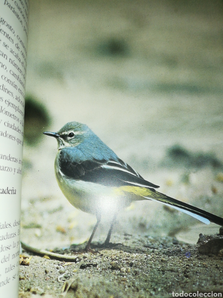 Libros de segunda mano: P&aacute;jaros de Bizkaia. - Foto 2