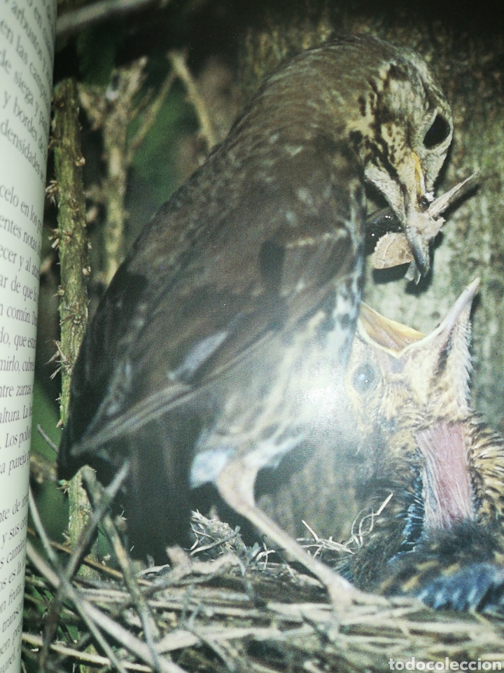 Libros de segunda mano: P&aacute;jaros de Bizkaia. - Foto 3