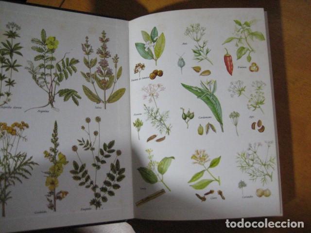 Libros de segunda mano: GU&Iacute;A DE LAS HIERBAS Y ESPECIAS - C. Loewenfeld y P. Back - Foto 4