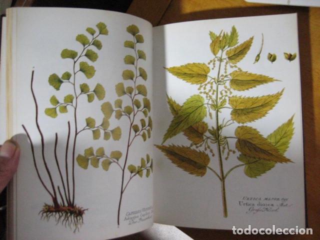 Libros de segunda mano: GU&Iacute;A DE LAS HIERBAS Y ESPECIAS - C. Loewenfeld y P. Back - Foto 12