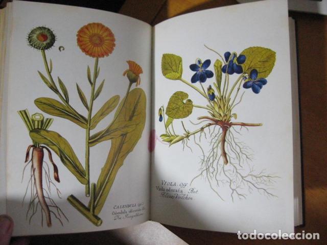Libros de segunda mano: GU&Iacute;A DE LAS HIERBAS Y ESPECIAS - C. Loewenfeld y P. Back - Foto 15